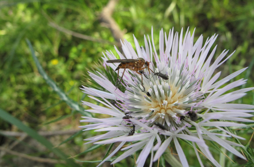 Empis (Xanthempis) stercorea (Empididae)